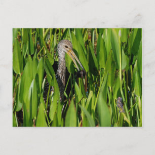 Cartão Postal Limpkin nas Leeds