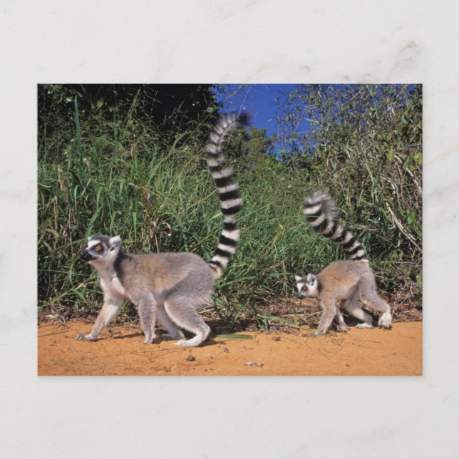 Cartão Postal Limures (Lemur Catta), Berbastante (Frente)