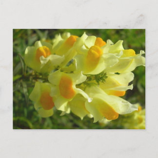 Cartão Postal Linaire vulgaire