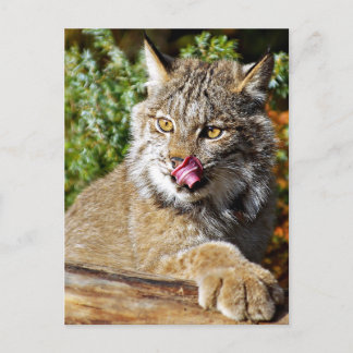 Cartão Postal Lince Canadense - Tudo Incluído