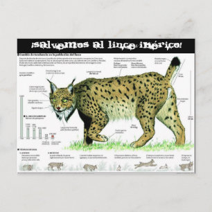 Cartão Postal lince-iberico, Salvemos al lince ibérico!