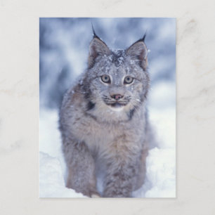 Cartão Postal Lince na neve nos contrafortes