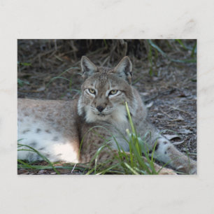 Cartão Postal lince siberiano 017