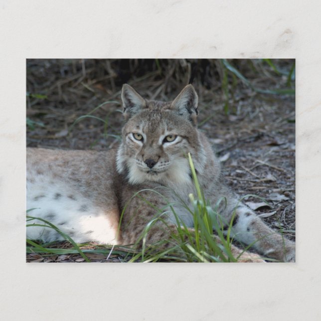Cartão Postal lince siberiano 017 (Frente)