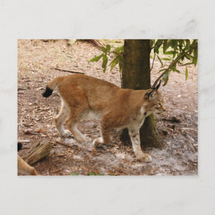 Cartão Postal lince siberiano 031