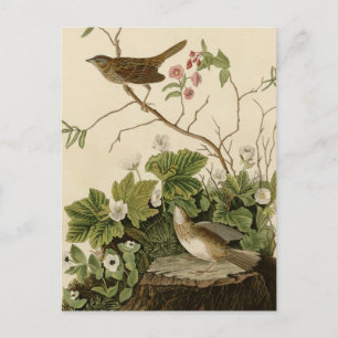 Cartão Postal Lincoln Finch