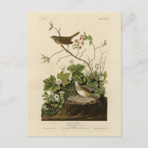 Cartão Postal Lincoln Finch (pardal) Birds of America de Audubon
