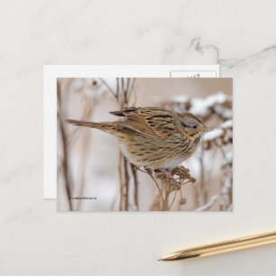 Cartão Postal Lincoln's Sparrow em Tansy