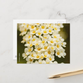 Cartão Postal Linda Brallwreath Spiraea Floral