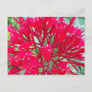 Cartão Postal Linda Estampa/Grática da Flor de Sangue Bonita Asc