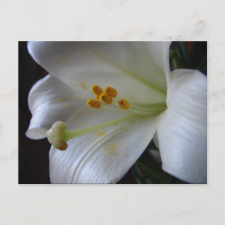 Cartão Postal Linda Flor