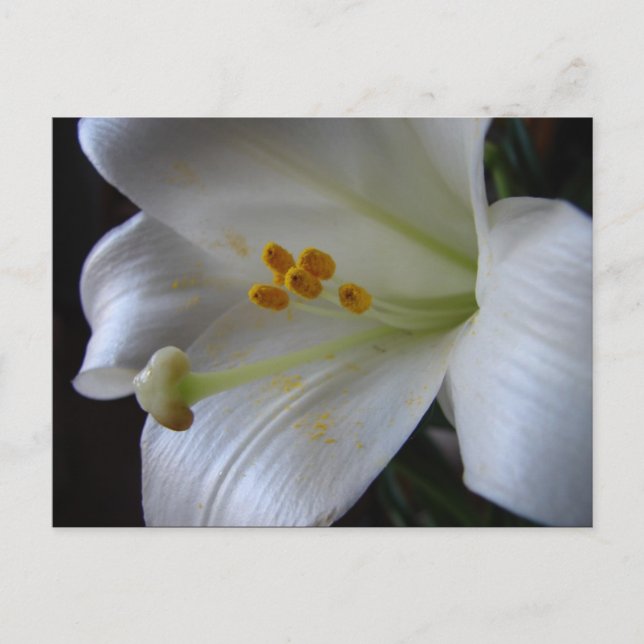 Cartão Postal Linda Flor (Frente)