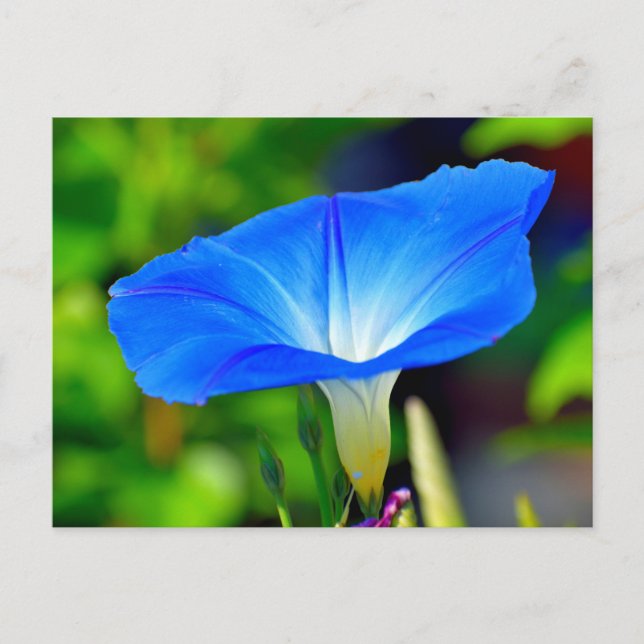 Cartão Postal Linda flor azul (Frente)