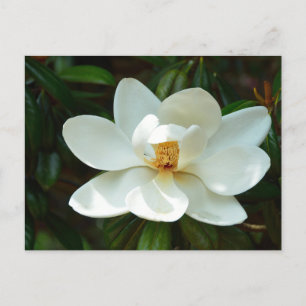 Cartão Postal Linda flor de árvore Magnolia