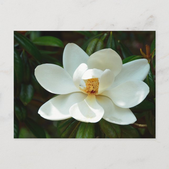 Cartão Postal Linda flor de árvore Magnolia (Frente)