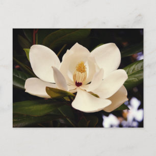 Cartão Postal Linda Flor de Árvore Magnólia Branca Close-Up