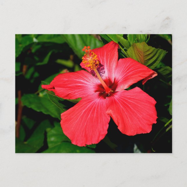 Cartão Postal Linda Flor Red Hibiscus (Frente)