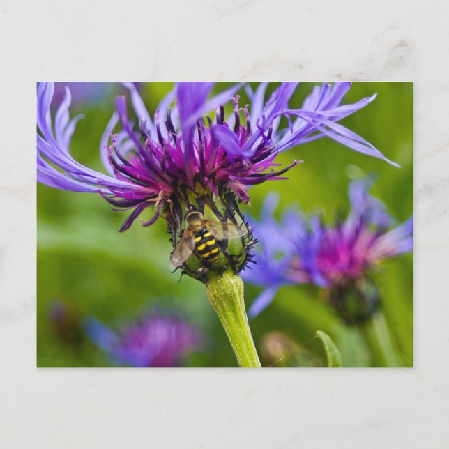 Cartão Postal Linda flor roxa com abelha de mel (Frente)