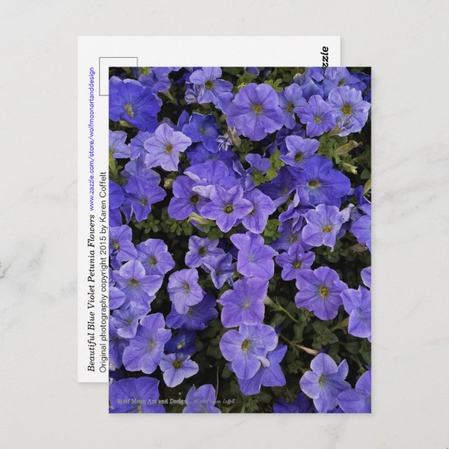 Cartão Postal Linda Foto Azul Violet Petunia (Frente/Verso)