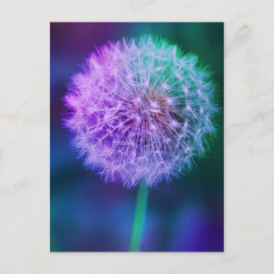 Cartão Postal Linda Foto Dandelion em fundo azul