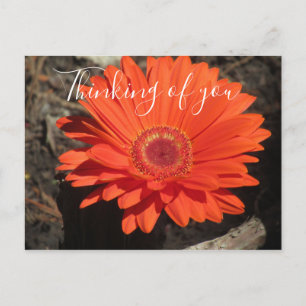 Cartão Postal Linda Foto de Gerbera Laranja Pensando em Você