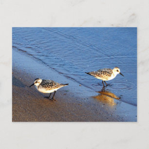 Cartão Postal Linda Foto de Sandpiper de Água Azul