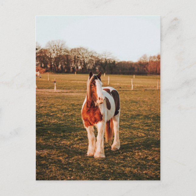 Cartão Postal Linda Foto Marrom Paint Draft Horse (Frente)