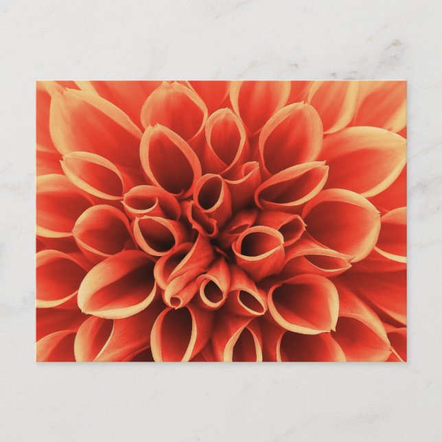 Cartão Postal Linda Laranja Dahlia Flower (Frente)