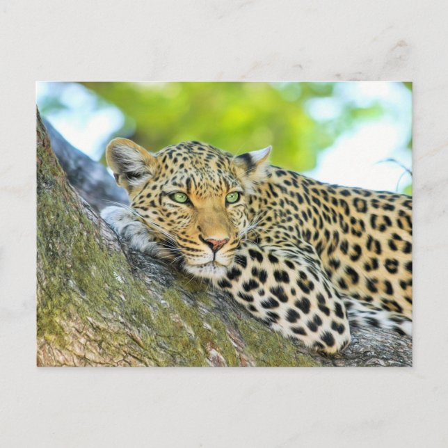 Cartão Postal Linda leopardo com olhos verdes (Frente)