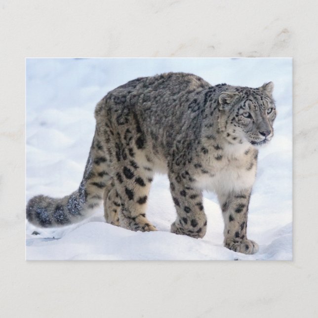 Cartão Postal Linda leopardo-da-neve (Frente)