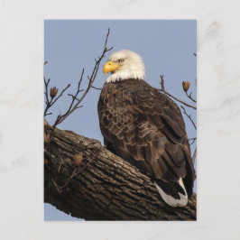 Cartão Postal Linda mãe (águia)