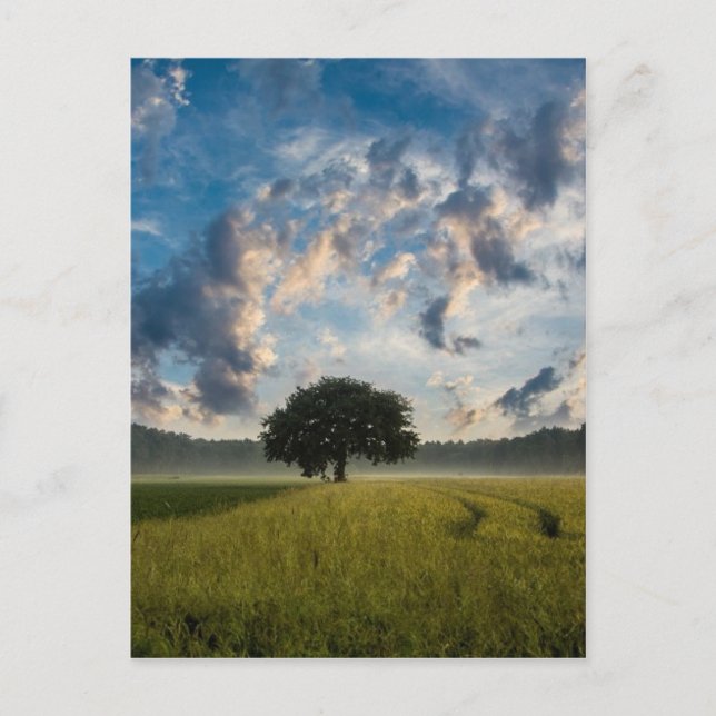 Cartão Postal Linda paisagem natural (Frente)