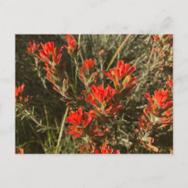 Cartão Postal Linda pintura vermelha indiana pincel flores silve