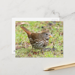 Cartão Postal Linda Raposa Sooty Sparrow na Grama