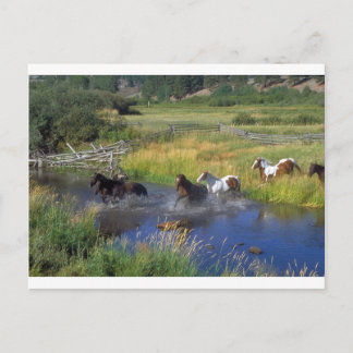 Cartão Postal Linda Renda Horse Destino Natureza