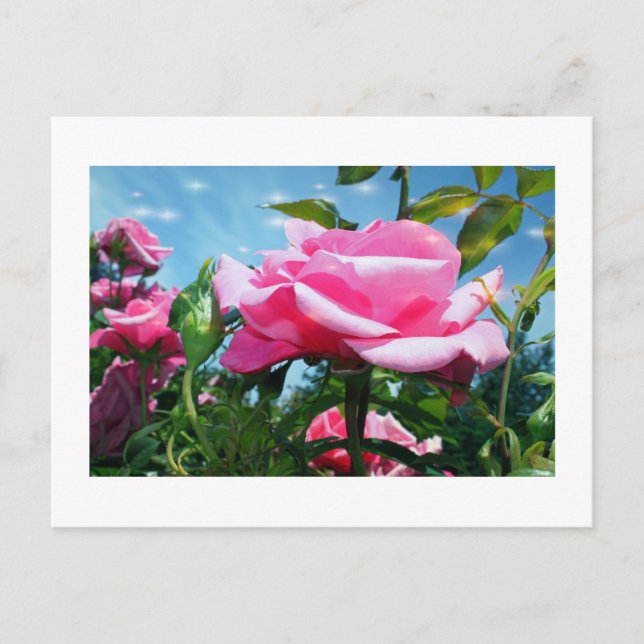 Cartão Postal Linda rosa rosa rosa no céu azul. Fotografia flora (Frente)