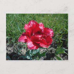 Cartão Postal Linda Tulip Vermelha