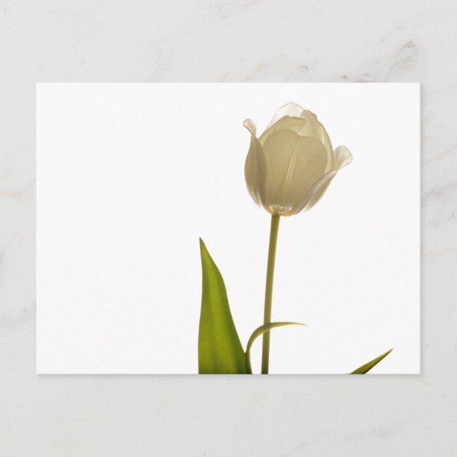 Cartão Postal Linda tulipa branca sobre fundo branco (Frente)