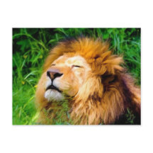 Linda vida selvagem africana do leão-marinho