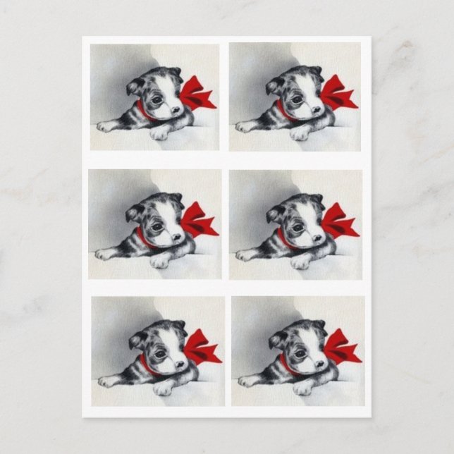 Cartão Postal Linda Vintage Boston Terrier Puppy (Frente)