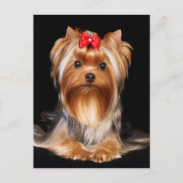 Cartão Postal Linda Yorkshire Terrier