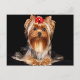 Cartão Postal Linda Yorkshire Terrier