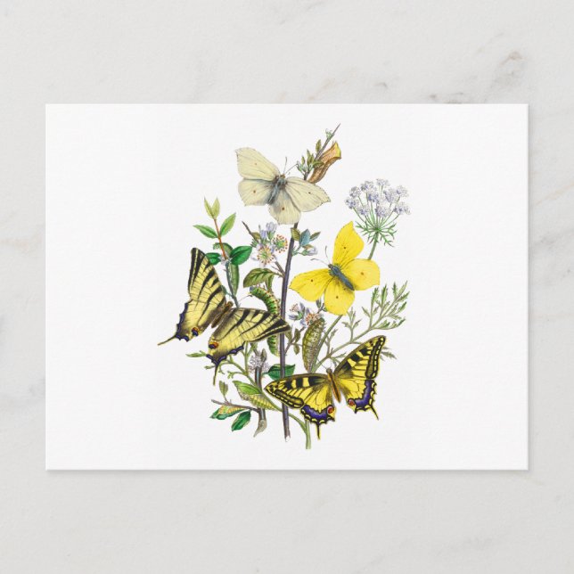 Cartão Postal Lindas Borboletas (Frente)