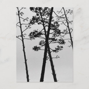 Cartão Postal Lindas flores de caule