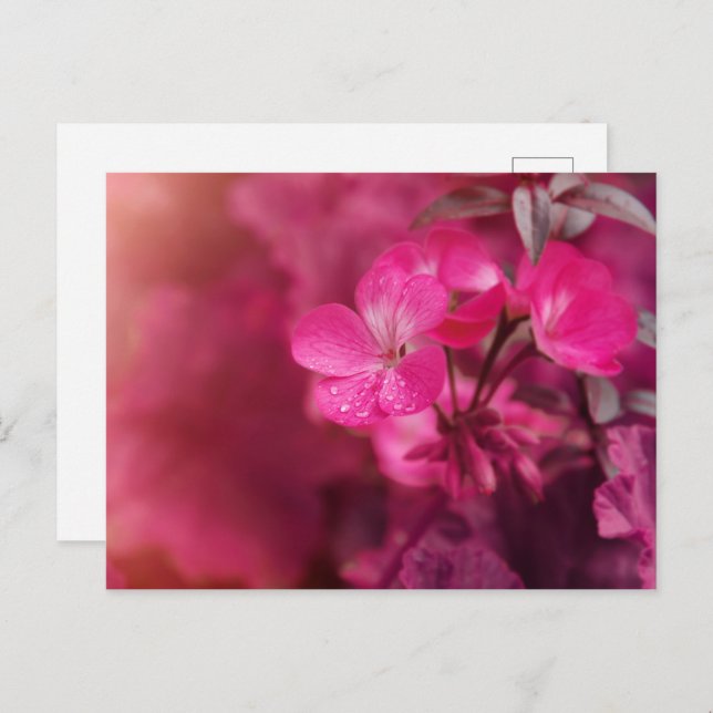 Cartão Postal Lindas flores de primavera (Frente/Verso)