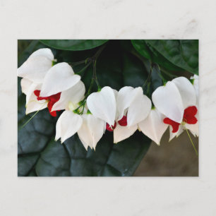 Cartão Postal Lindas flores do Coração Sangrento