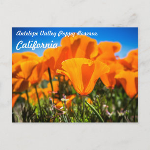 Cartão Postal Lindas Flores Laranja-Paposa em Campo