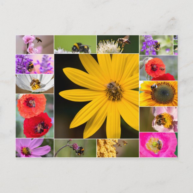 Cartão Postal Lindas flores para primavera e sentimentos de verã (Frente)