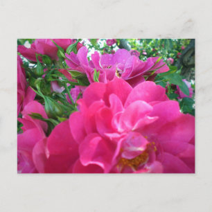Cartão Postal Lindas Grandes Rosas Cor-de-Rosa Jardim Flores Car
