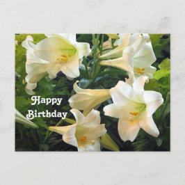 Cartão Postal Lindas Lírios de Páscoa Brancos Foto Floral de Ani